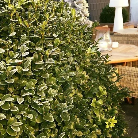 威尔别墅酒店 Altwarmbuchen